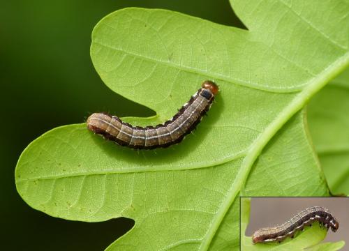 Réf. 194 827 : Eupsilia transversa